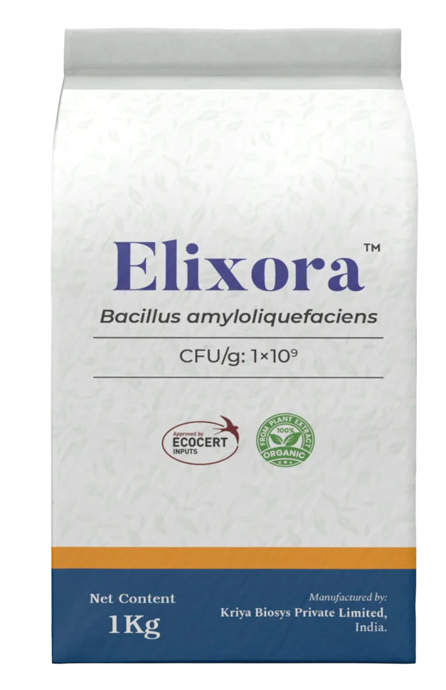 Elixora WP